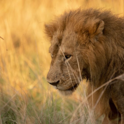 10 Day Big Five Safari