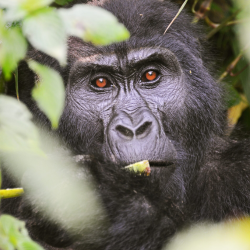18 Day Ultimate Uganda Wildlife, Gorilla & Cultural Safari