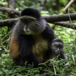 5 Day Kidepo and Cultural Experience