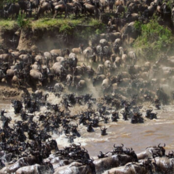 14 Day Uganda Game Safari