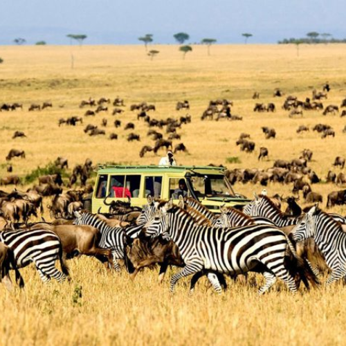 Kenya & Tanzania Safaris