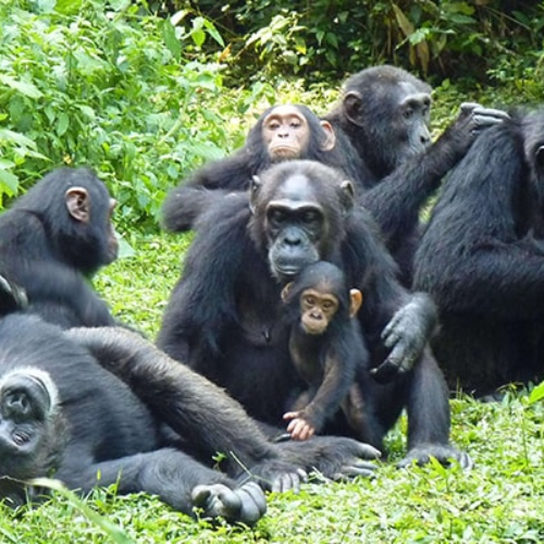 Gorilla & Chimp Habituation Experiences