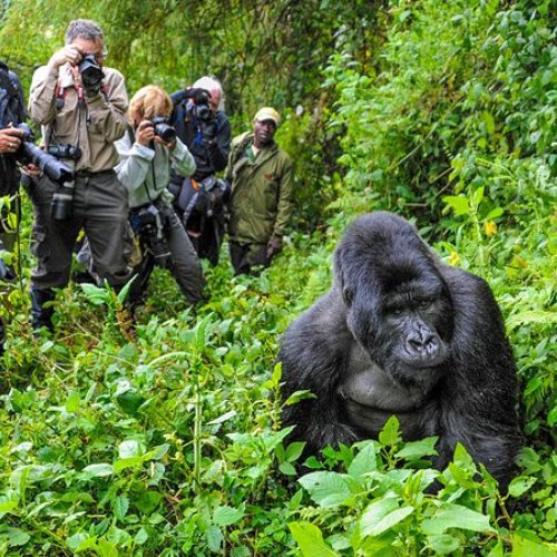 Gorilla & Chimp Treks in Uganda & Rwanda