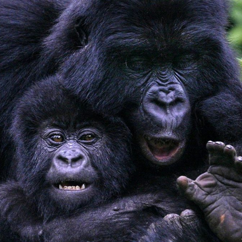 Gorilla & Primate Trekking.