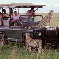 Safari & Tour Experiences.