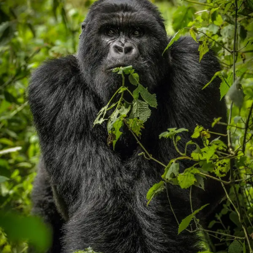 Tailor-Made Africa Safaris