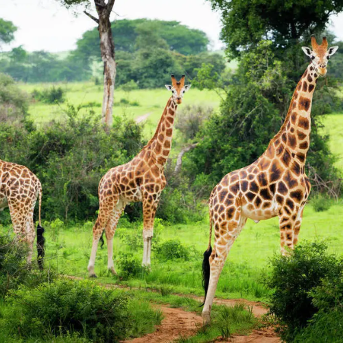 Uganda Wildlife Safari Packages